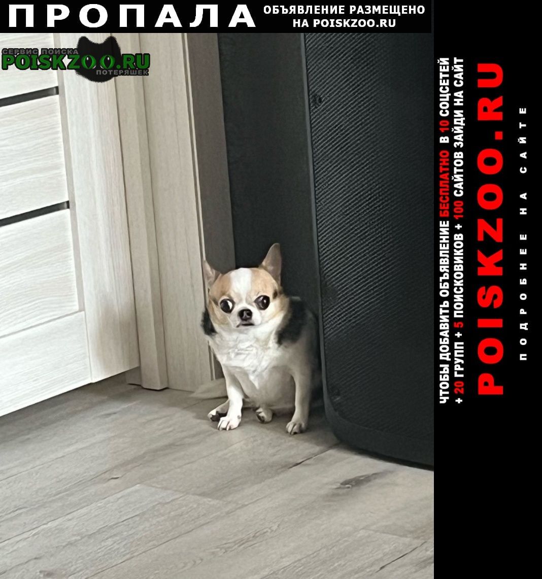 ���� ������� ������ ����, ����� ���