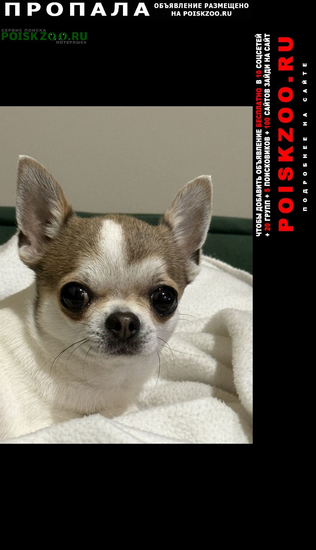 ���� ������� ������ ������� � ���������