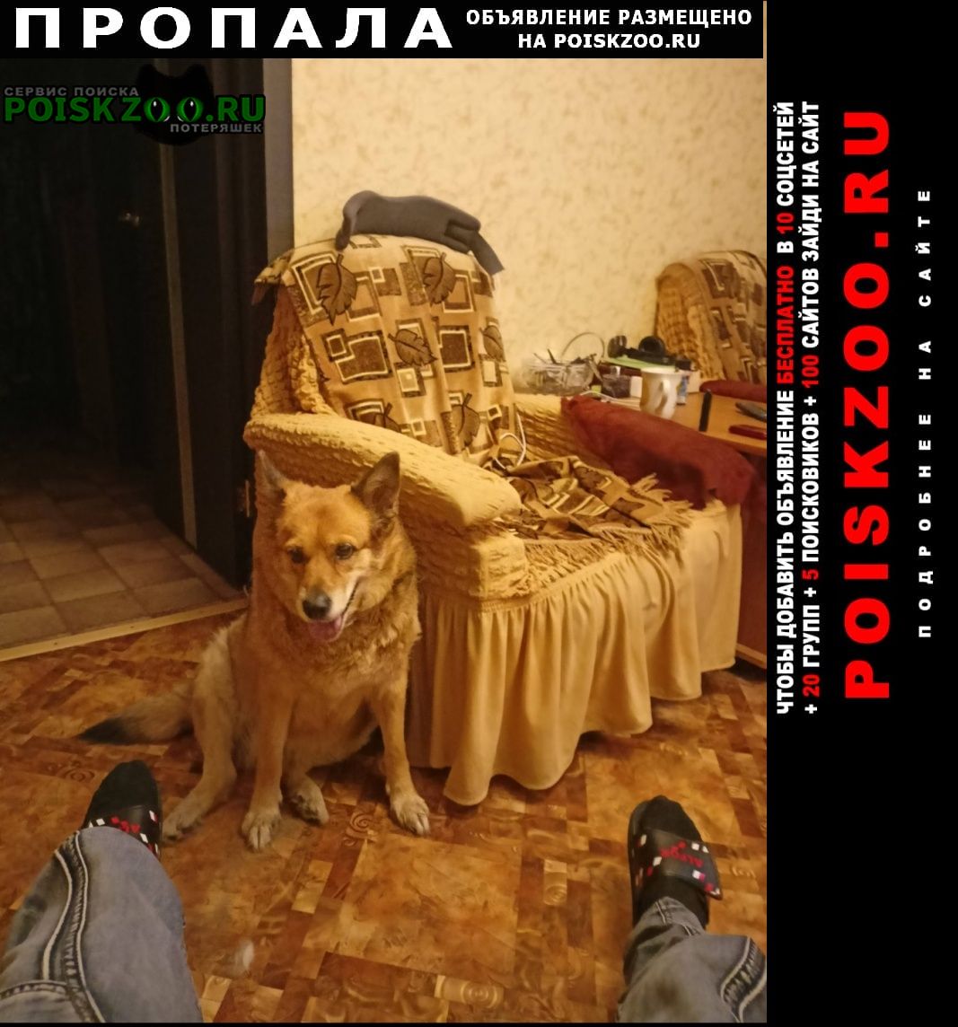 Комсомольск-на-Амуре Пропала собака девочка зовут катя