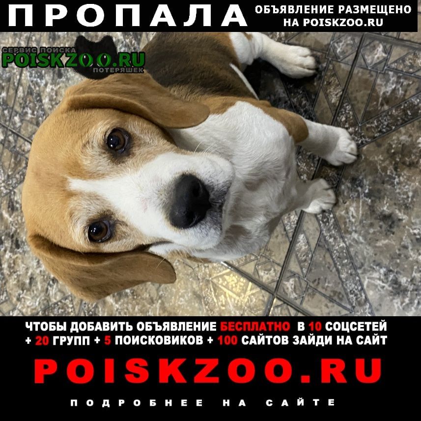 Пропала собака Новороссийск