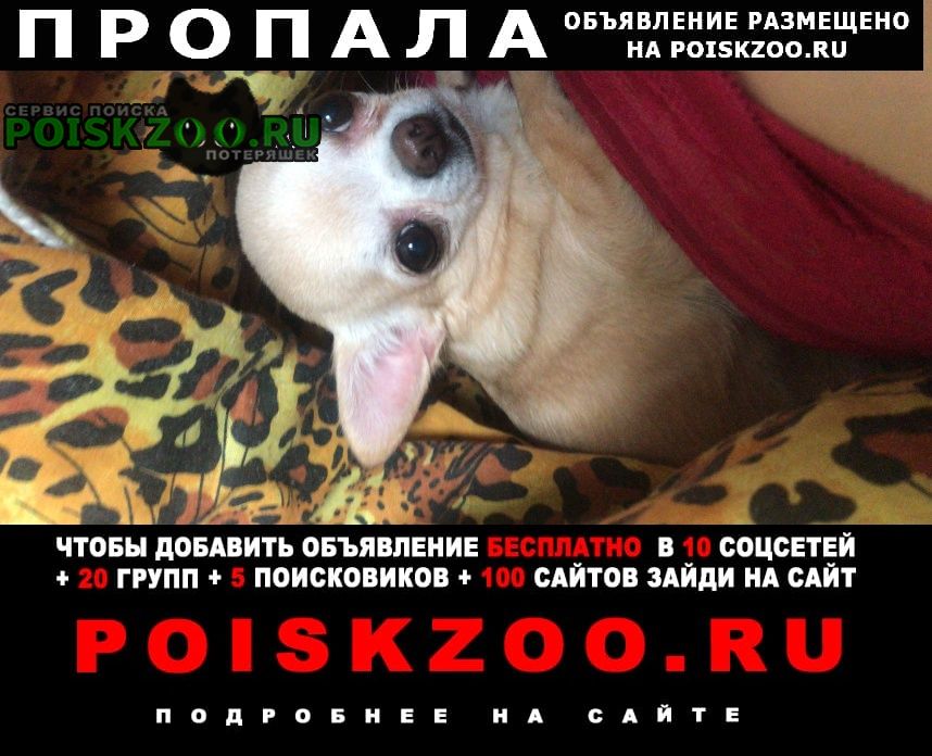 Пропала собака Тольятти