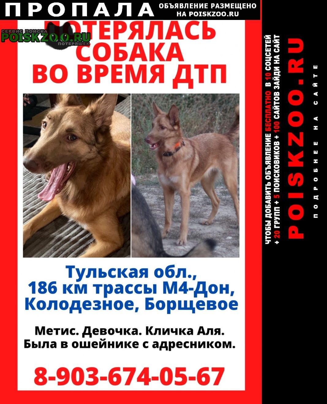 Пропала собака тульская область Новомосковск