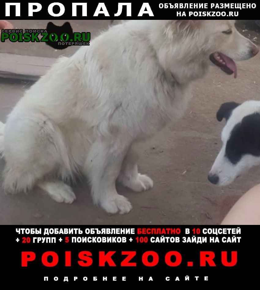 Пропала собака Комсомольск-на-Амуре