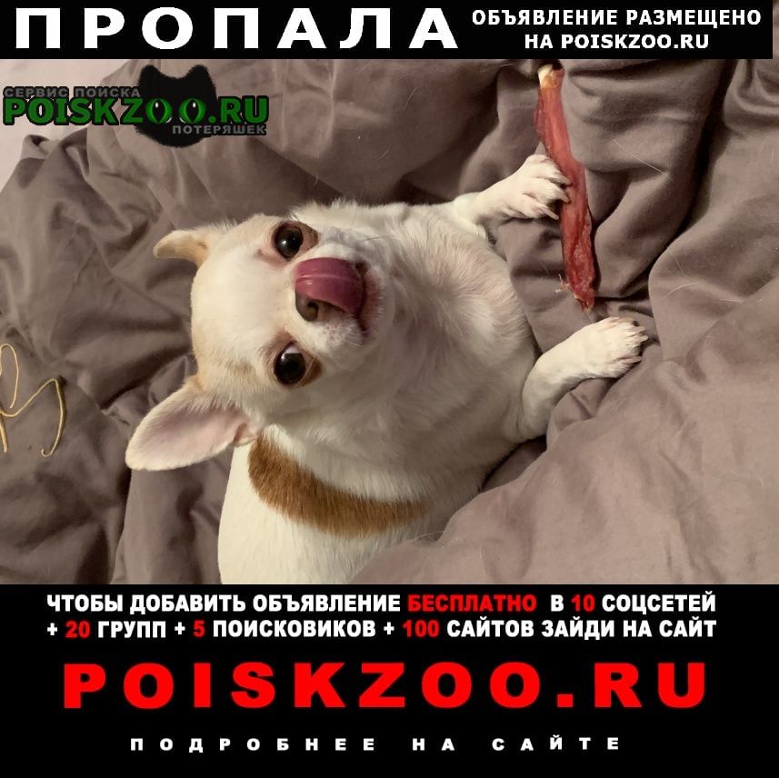 Пропала собака чихуахуа, белая с рыжими пятнами Голицыно (Московская обл.)