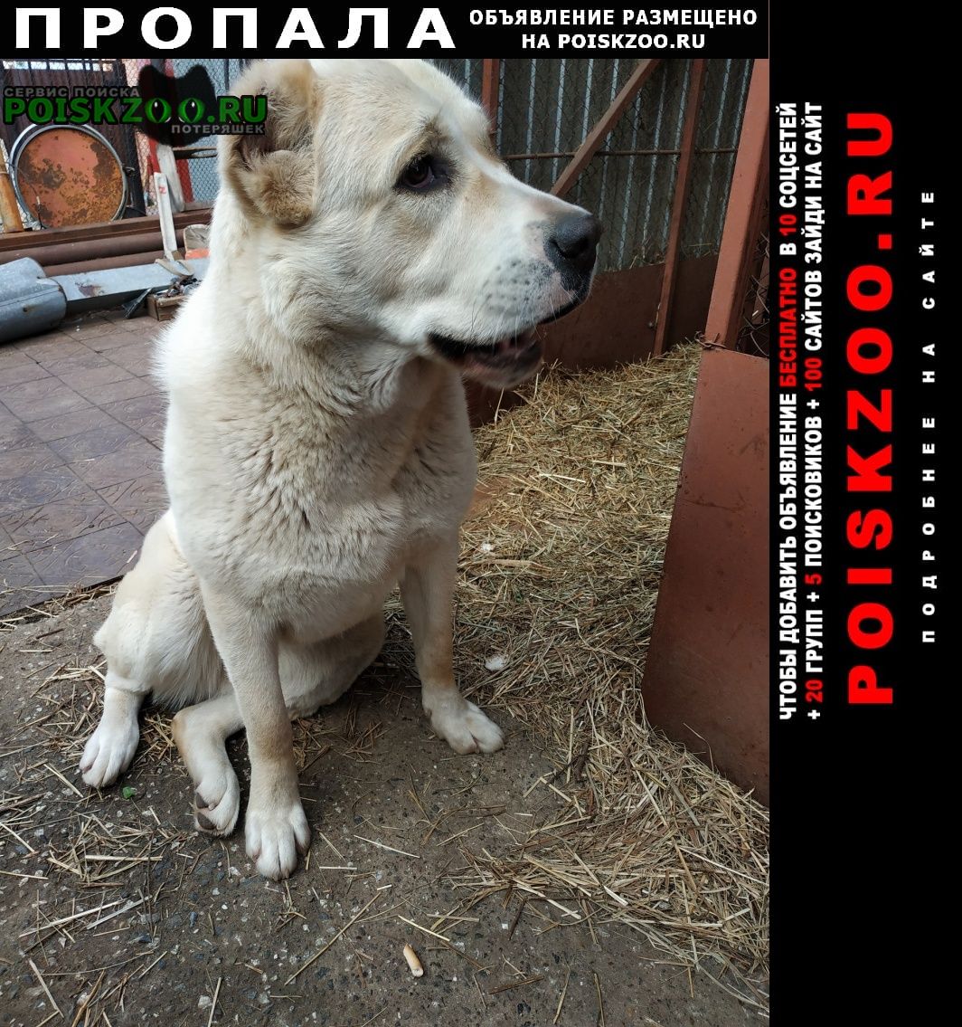 Пропала собака алабай Пермь
