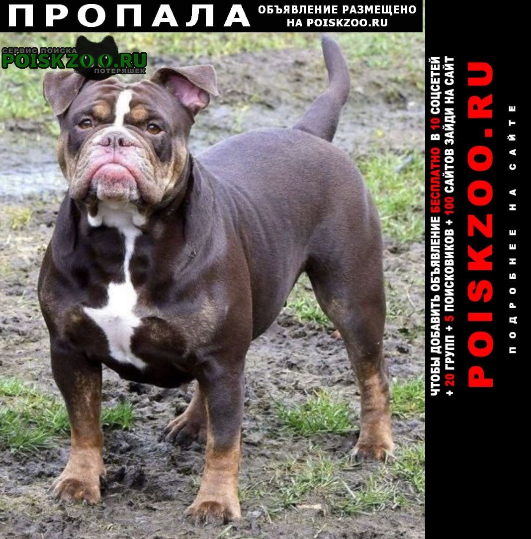 Москва Пропала собака, бульдог, кличка кьяра.