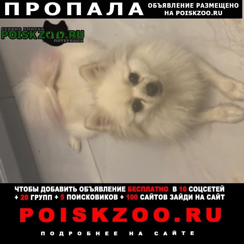 Нижний Новгород Пропала собака