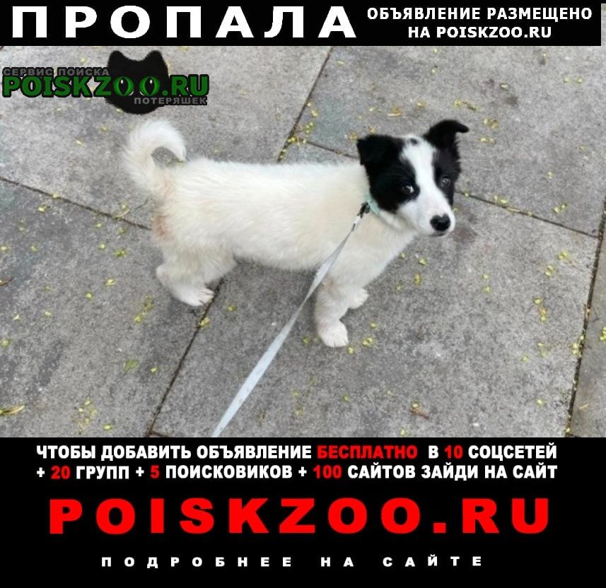 Москва Пропала собака вознаграждение