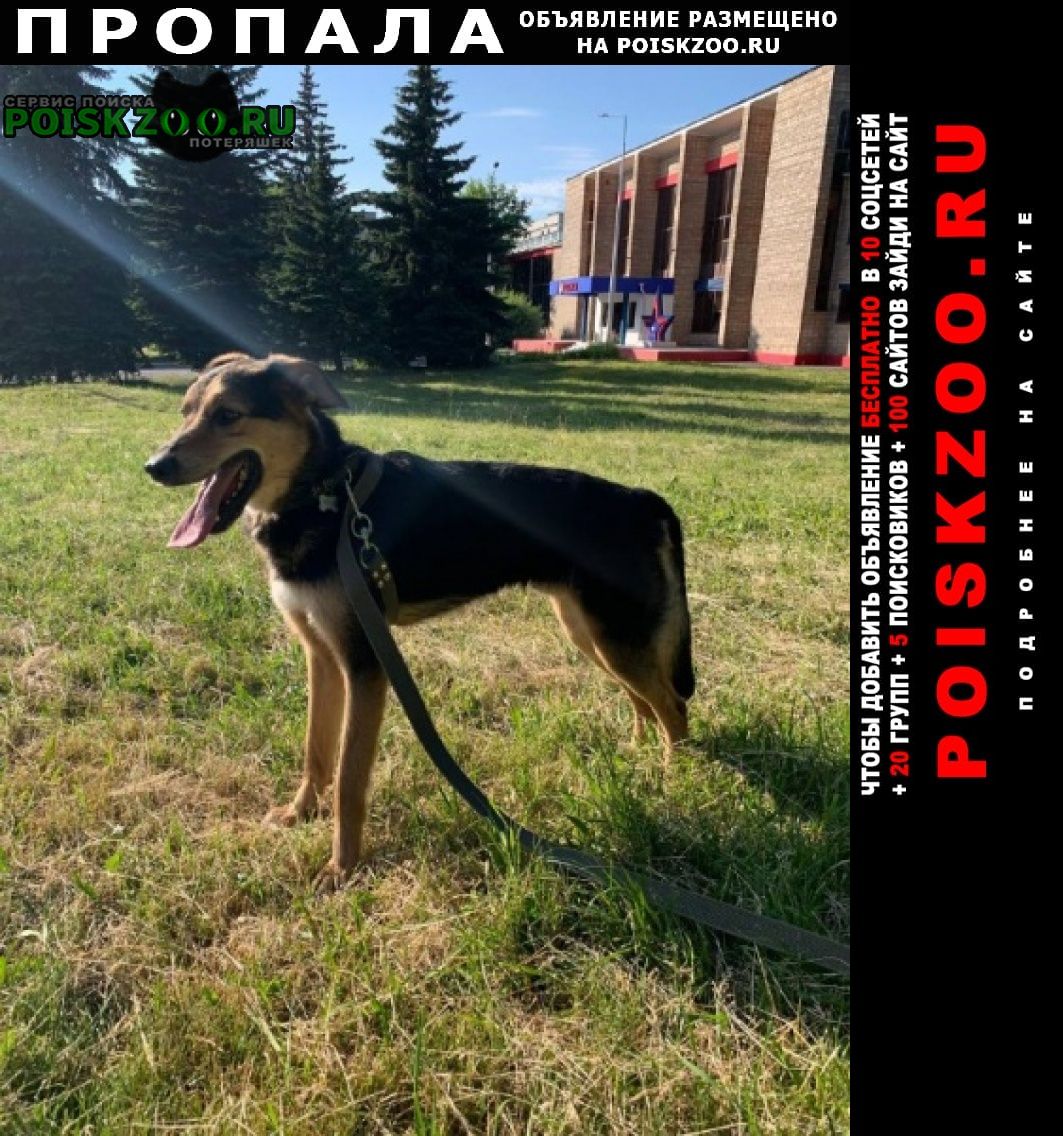 Пропала собака кобель боязливый Москва