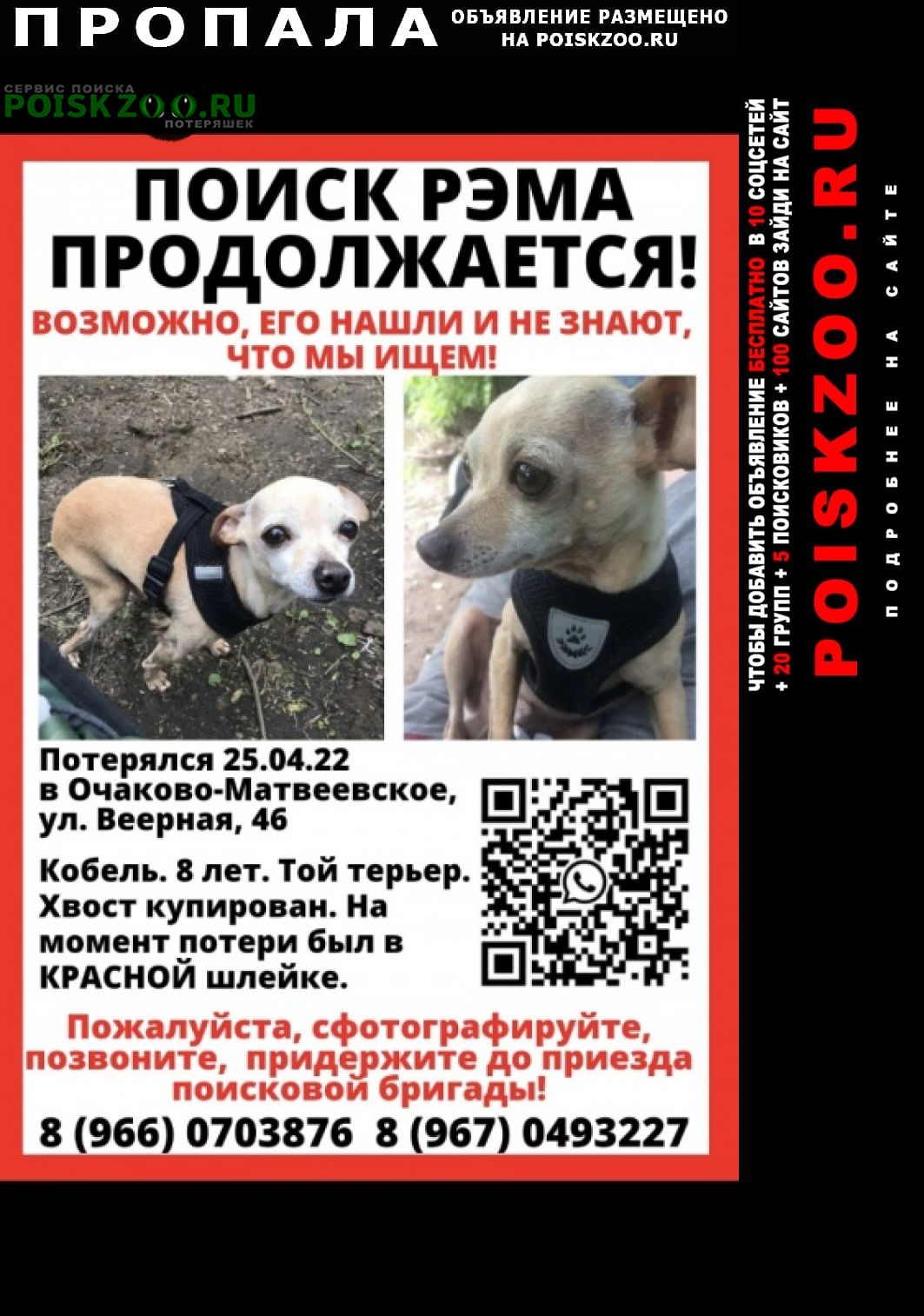 Пропала собака кобель разыскивается русский той терьер Москва