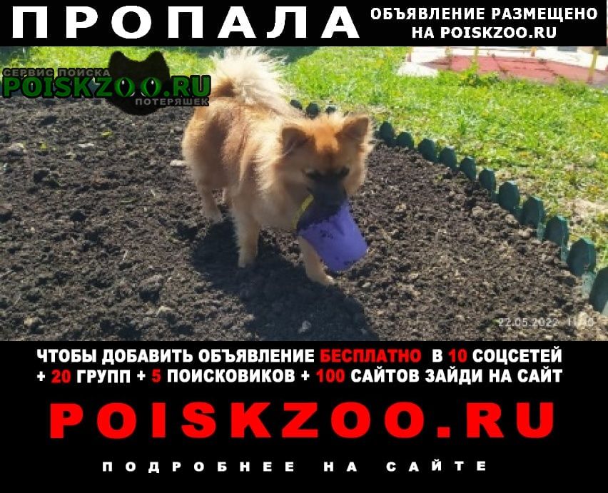 Пропала собака кобель немецкий шпиц Новочеркасск