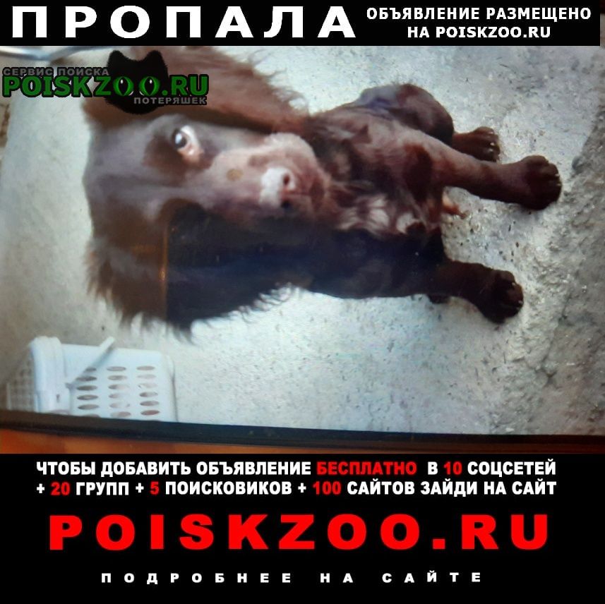 Черкесск Карачаево-Черкесская Республика Пропала собака кобель