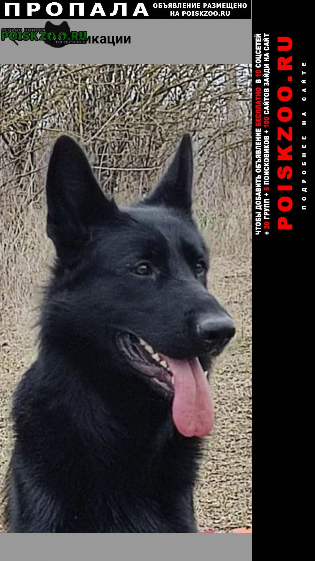 Пропала собака друг семьи Бишкек