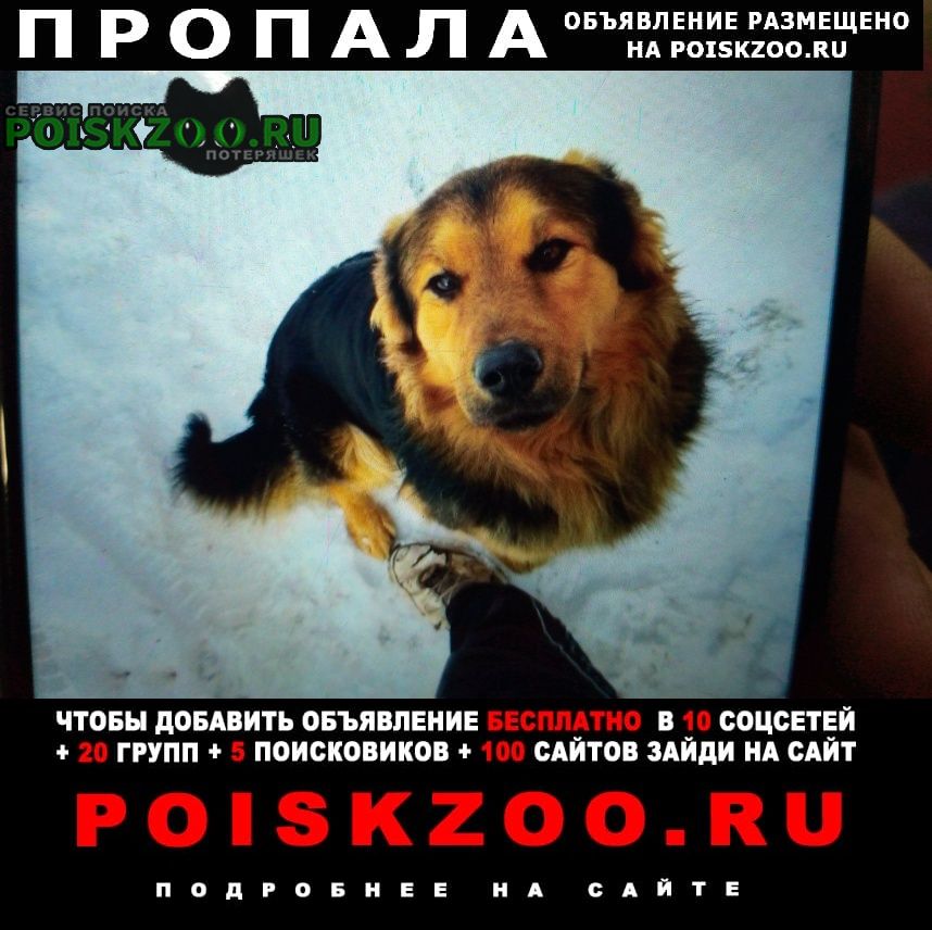 Пропала собака кобель очень добрый ласковый нежный мальчик. Новокуйбышевск