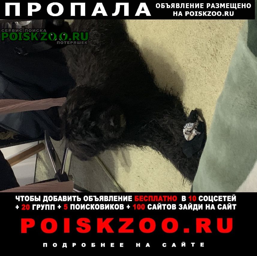 Пропала собака малый пудель девочка 7 месяцев Краснодар