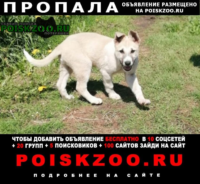 Иркутск Пропала собака кобель припал щенок 3 мес.