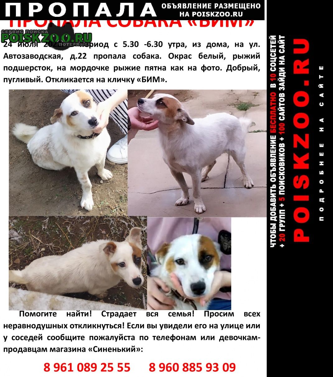 Пропала собака кобель ворошиловский район, дар-гора, 24 июля Волгоград