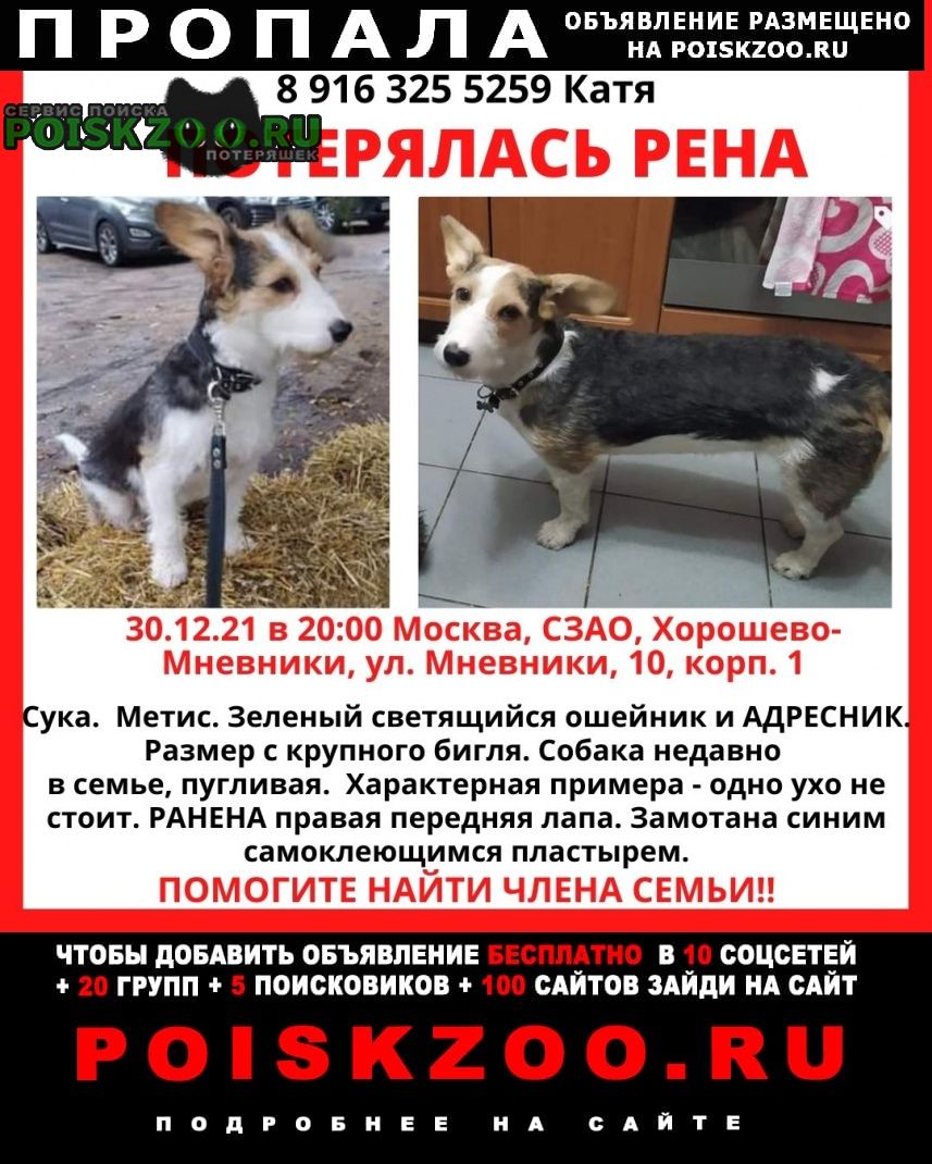 Пропала собака метис трёхцветная девочка Москва
