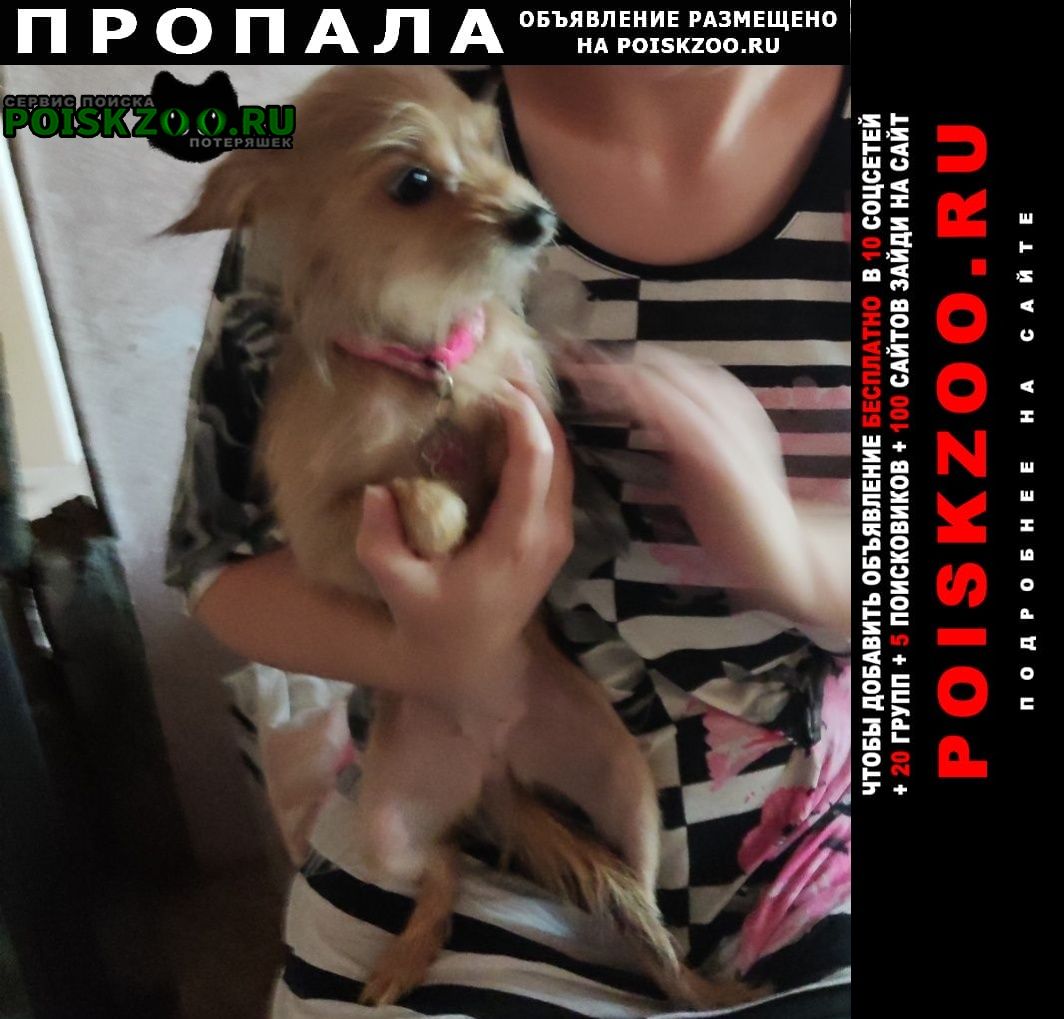 Пропала собака Великий Новгород (Новгород)