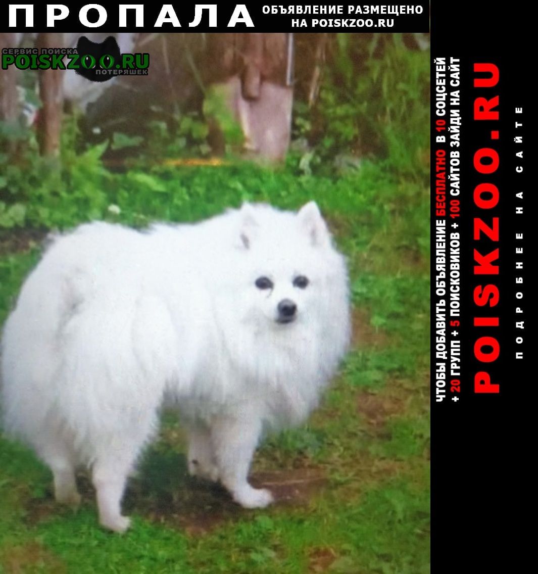 Пушкино Пропала собака кобель поселок зеленоградский.