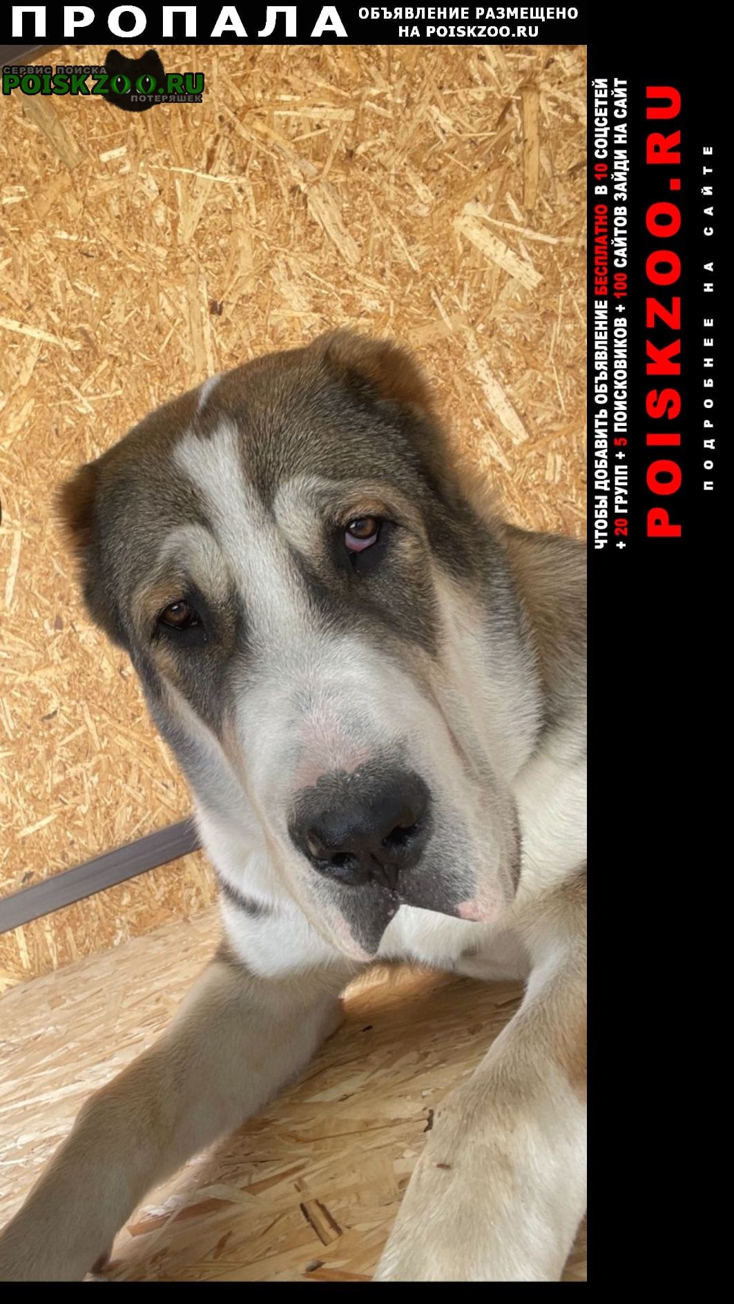 Арамиль Пропала собака кобель потерялась собака алабай в п. бобровский