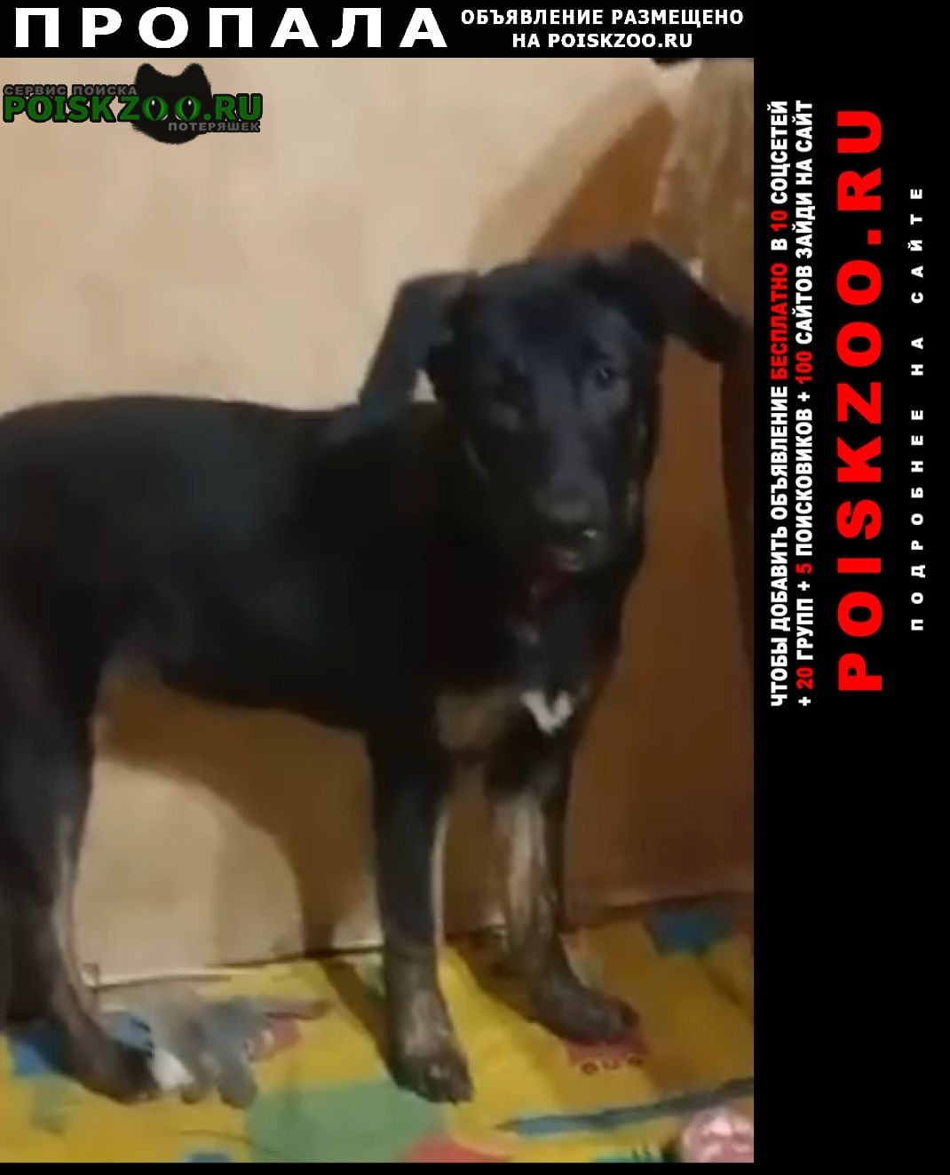 Пропала собака щенок, девочка Москва