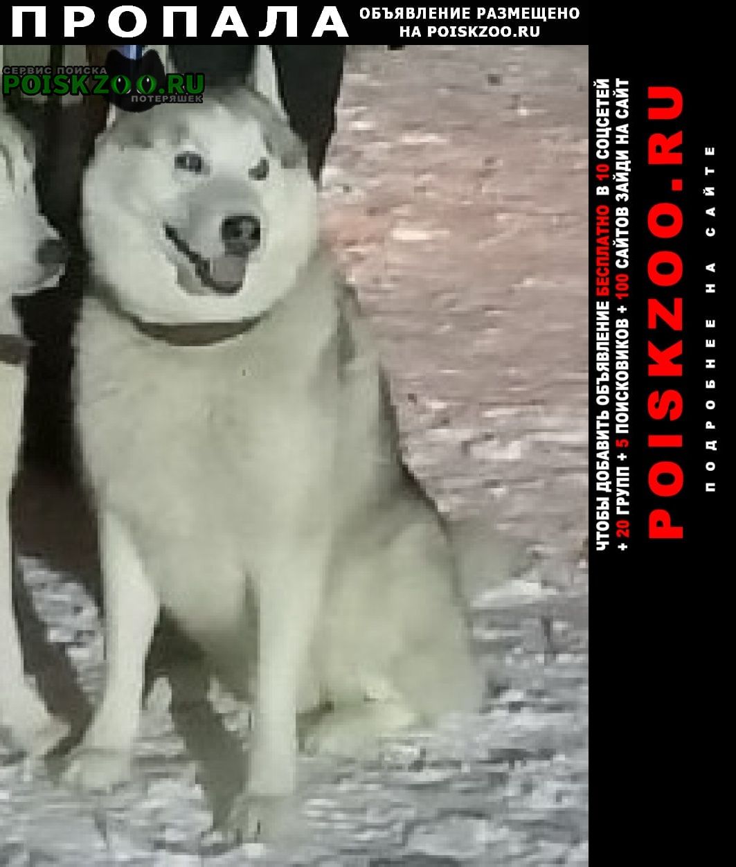 Пропала собака кобель хаски почти белый Пироговский