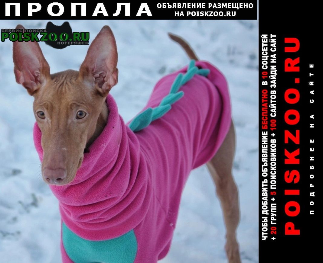 Пропала собака днём 1 января замечена на мкад в районтц Долгопрудный