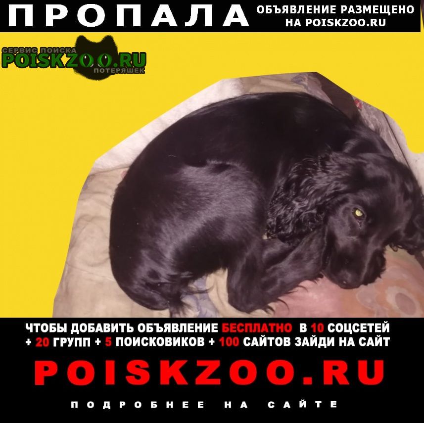 Пропала собака кокер спаниель Новокузнецк