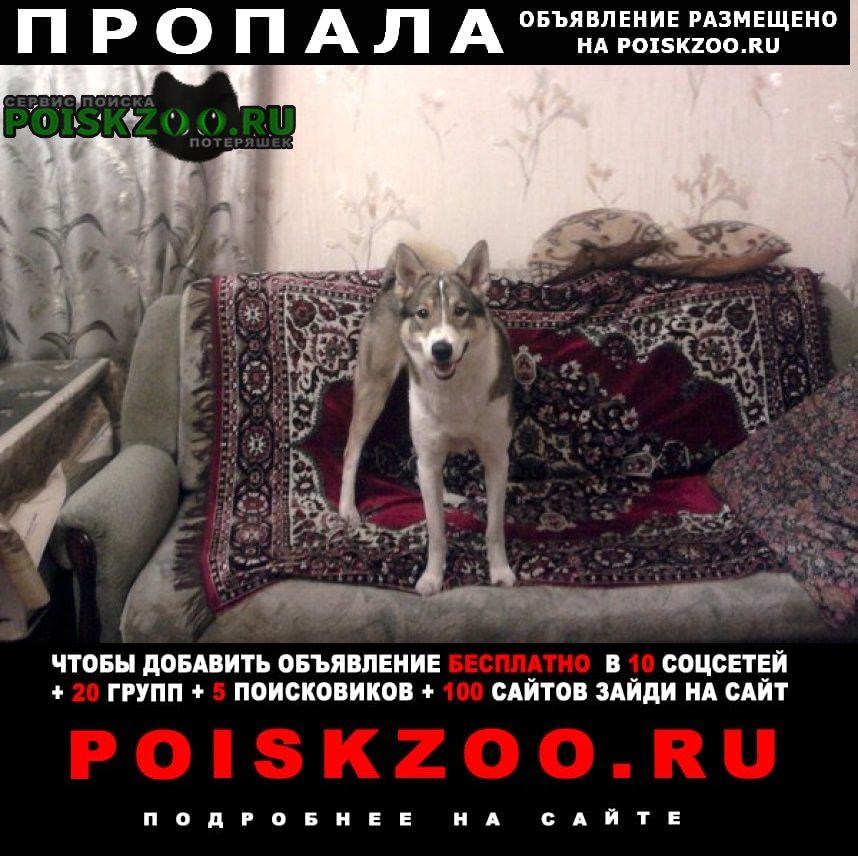 Пропала собака западно-сибирская лайка Челябинск