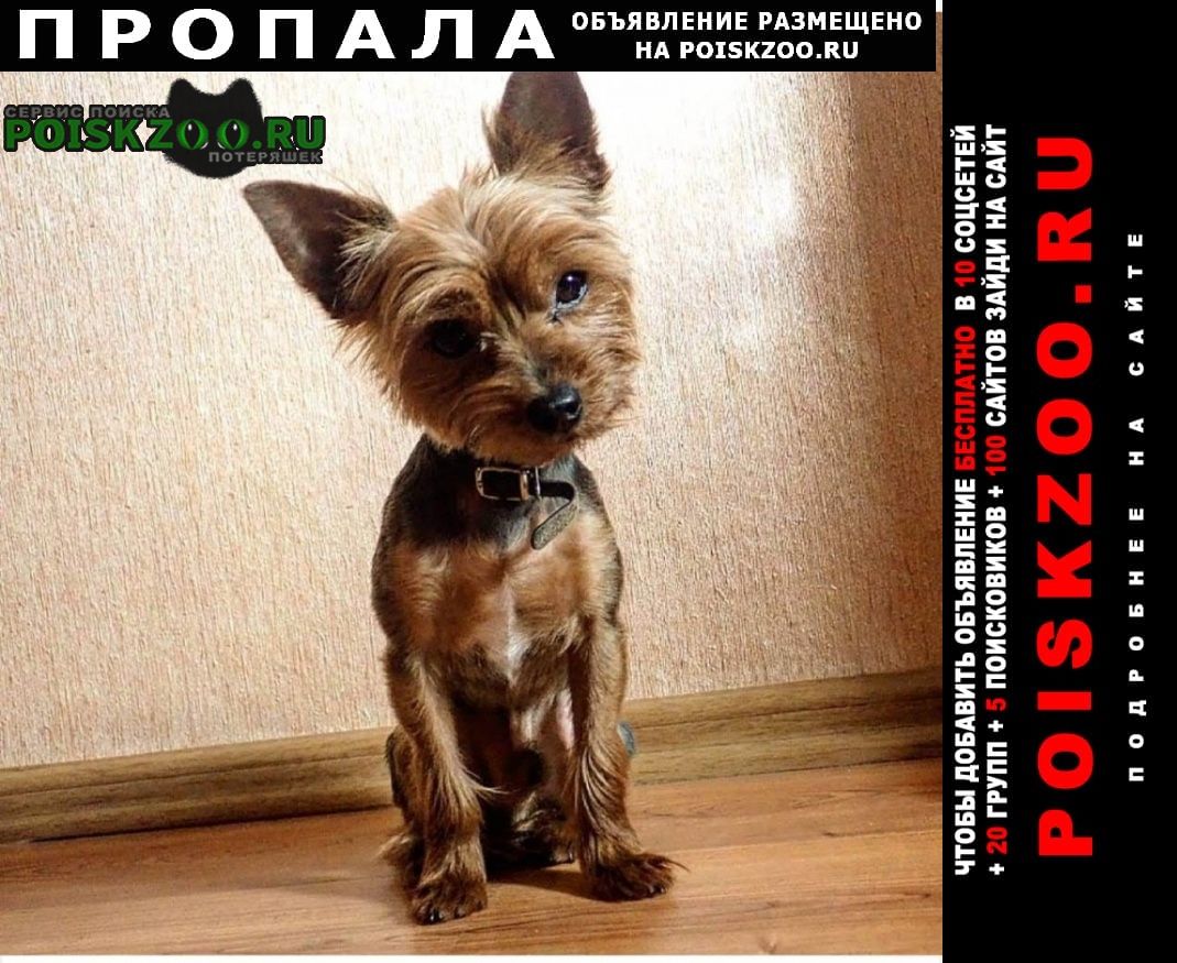 Пропала собака кобель Михайлов