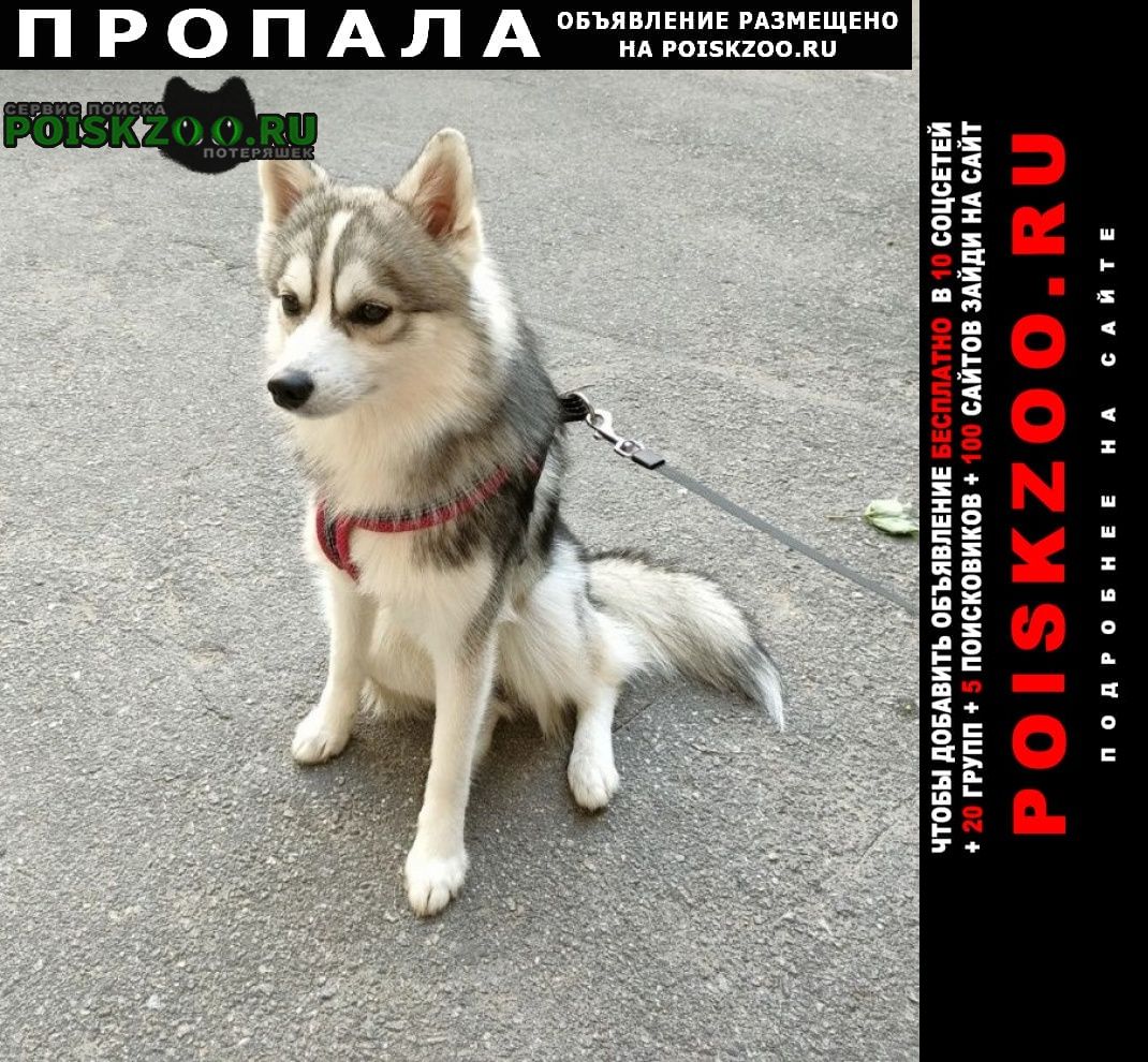 Пропала собака кобель Санкт-Петербург