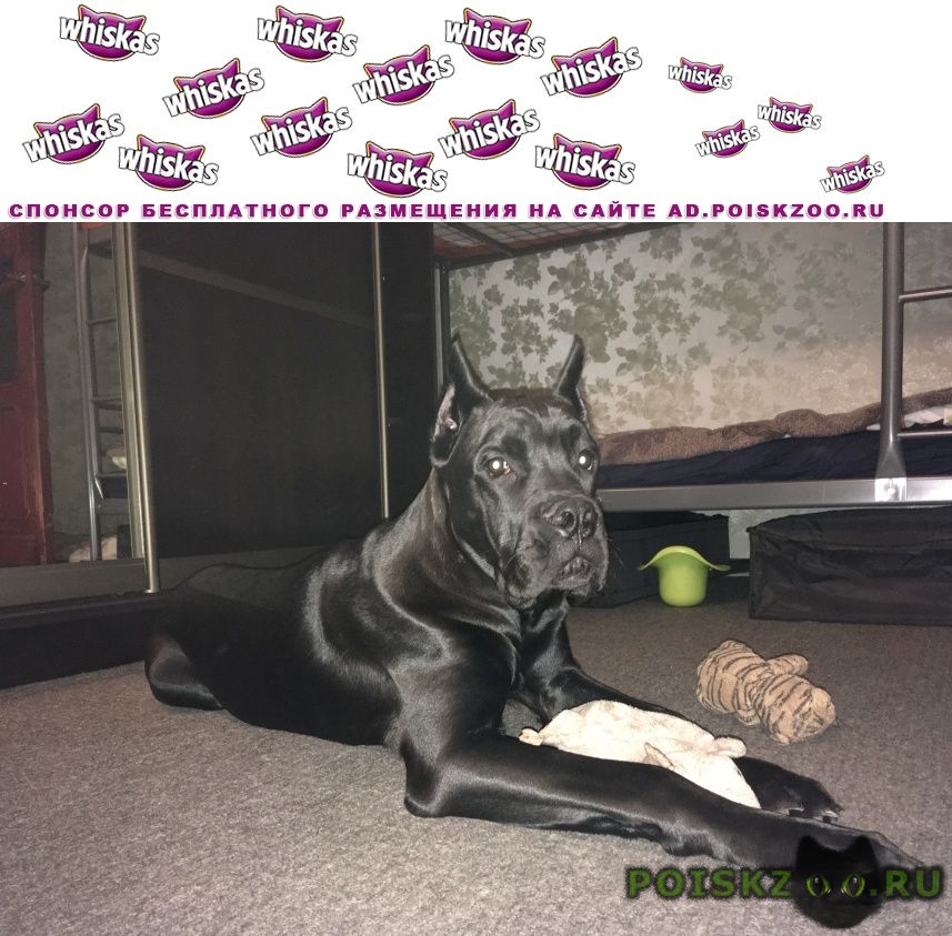 ���� ������� ������ ������