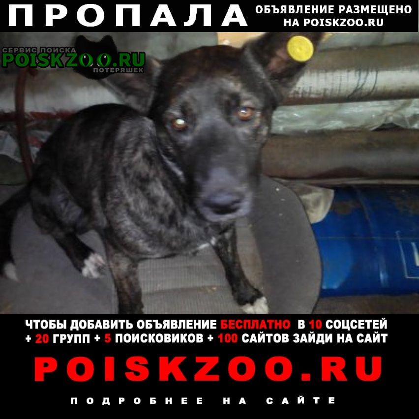 Воронеж Пропала собака девочка 2 года