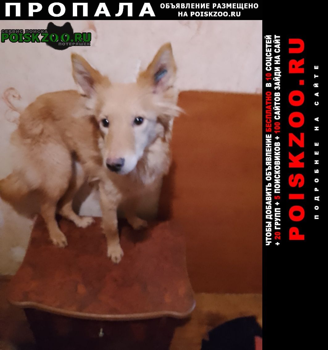Пропала собака щенок 10месяцев Владивосток