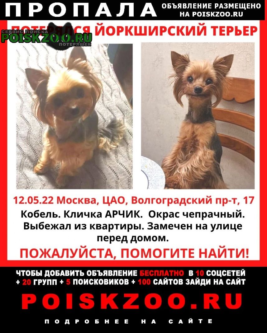 Москва Пропала собака кобель