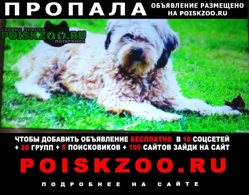 Орша Пропала собака