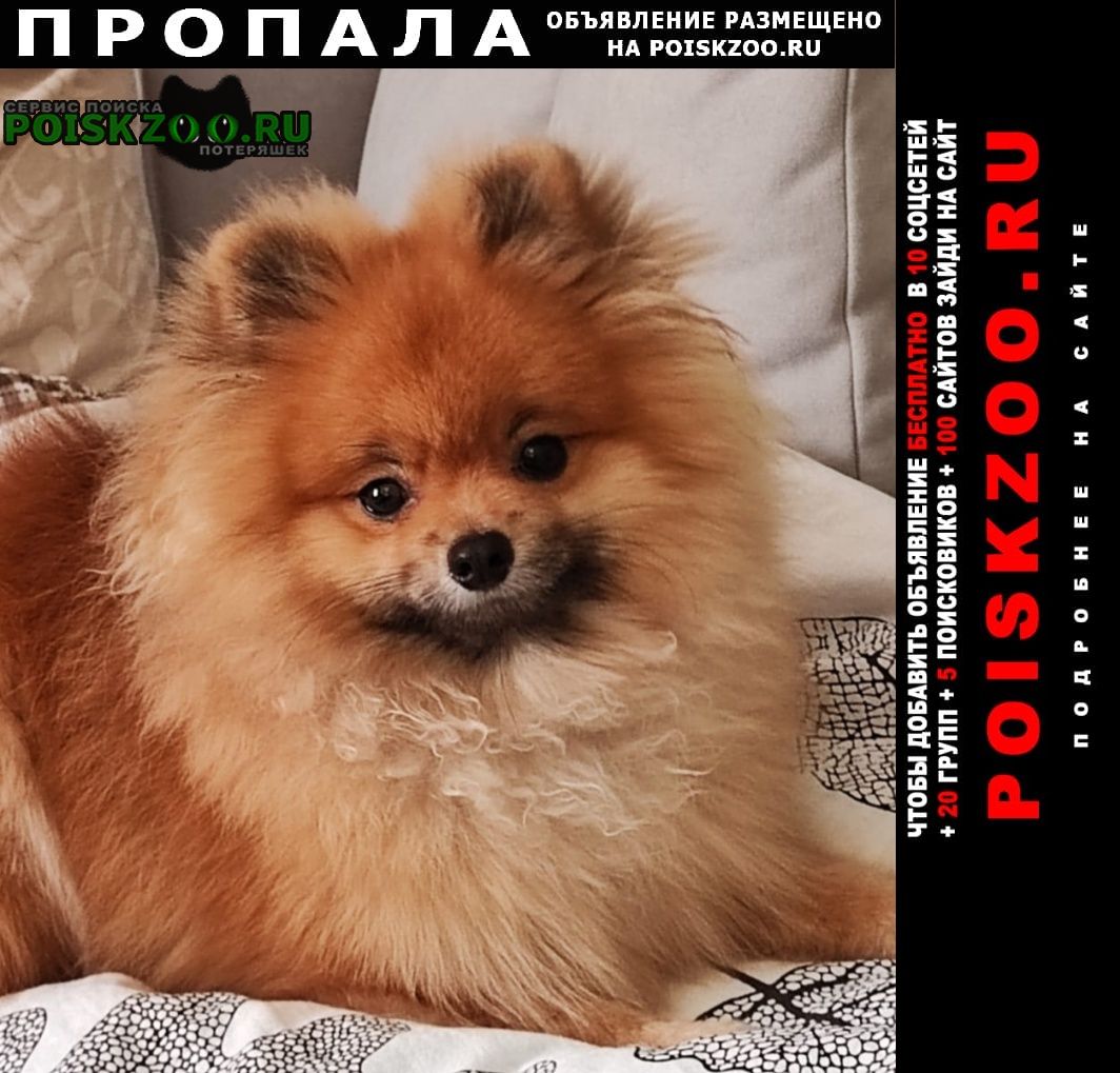 Пропала собака кобель Кропоткин