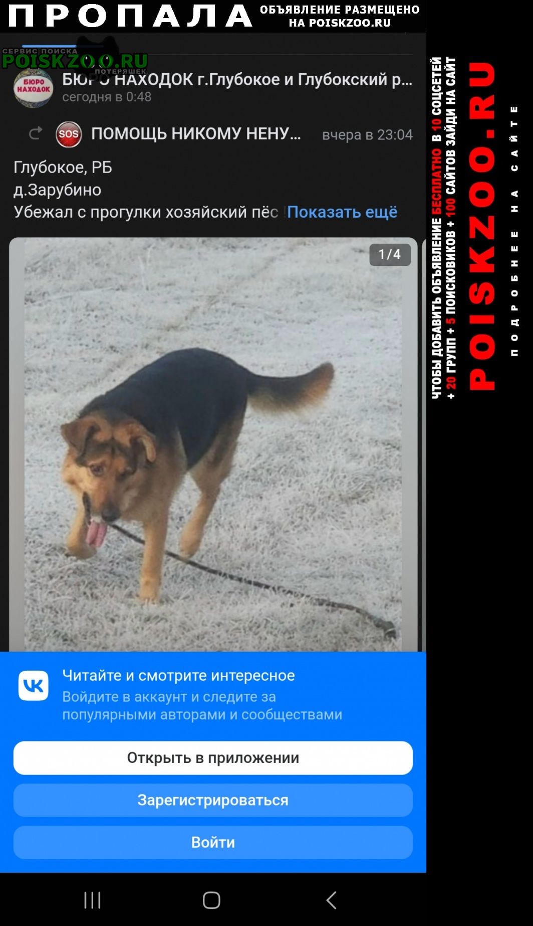     propala ovcharka s povodkom