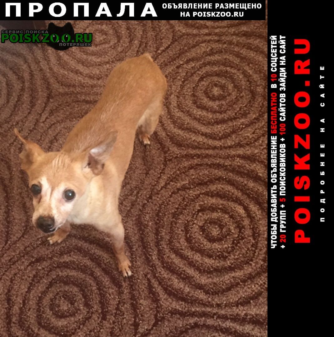 Пропала собака кобель Нижневартовск