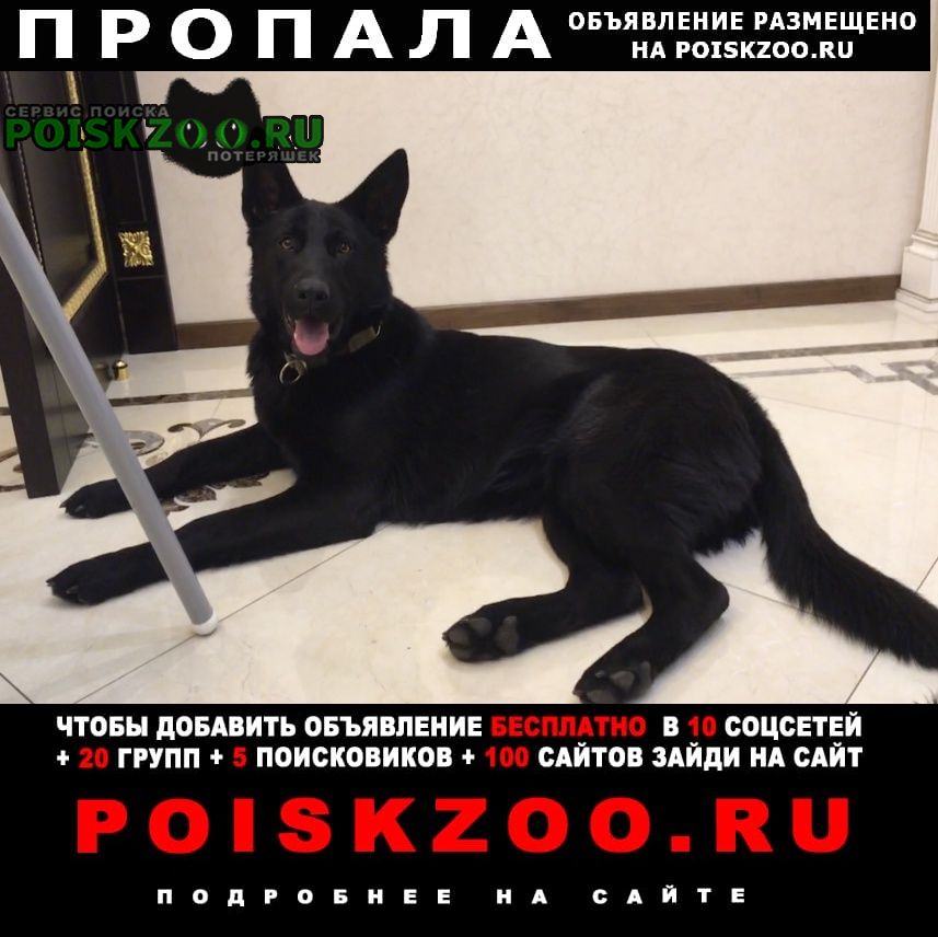 Пропала собака чёрная немецкая овчарка Одинцово