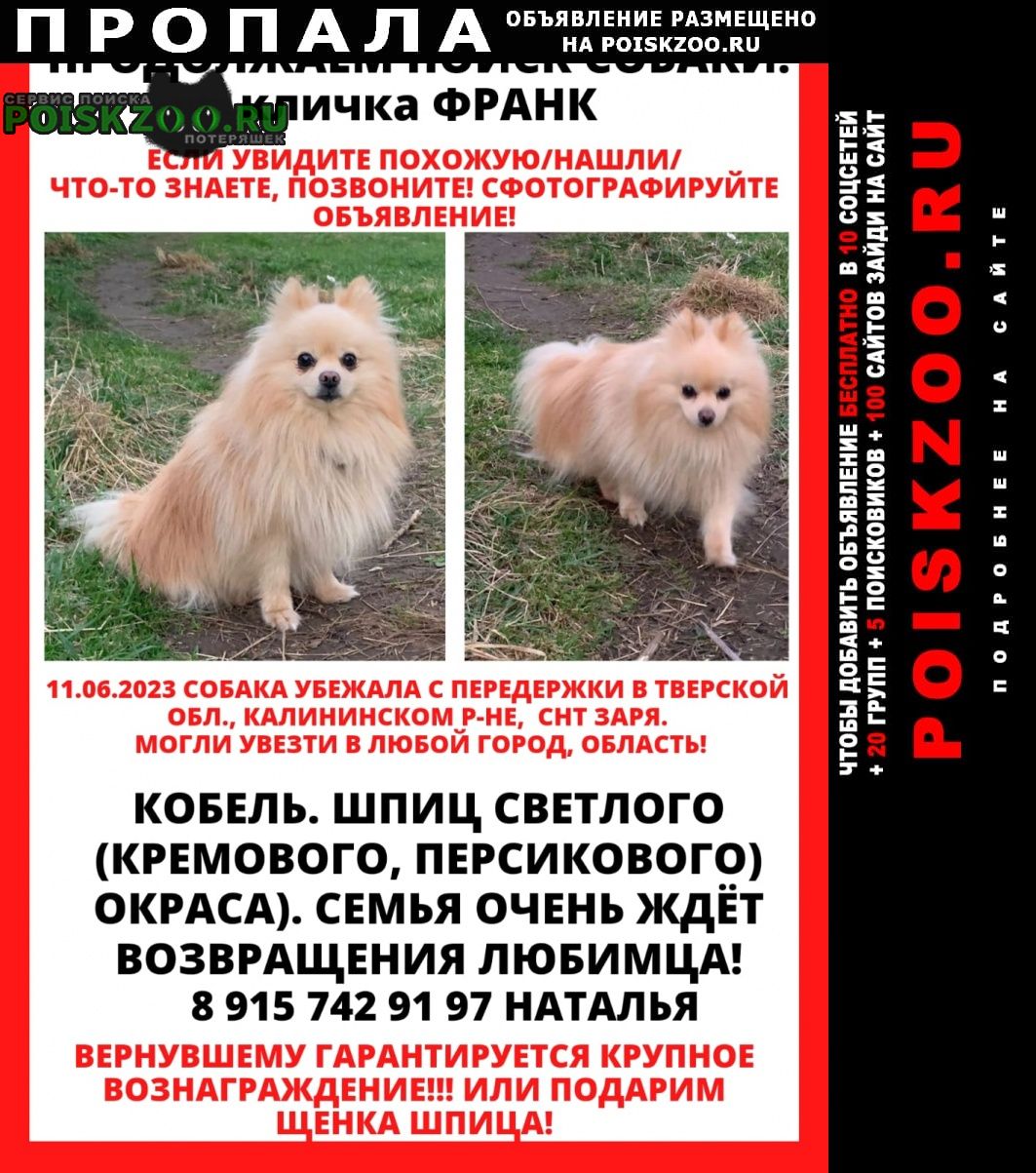 Пропала собака продолжаются поиски шпица Москва