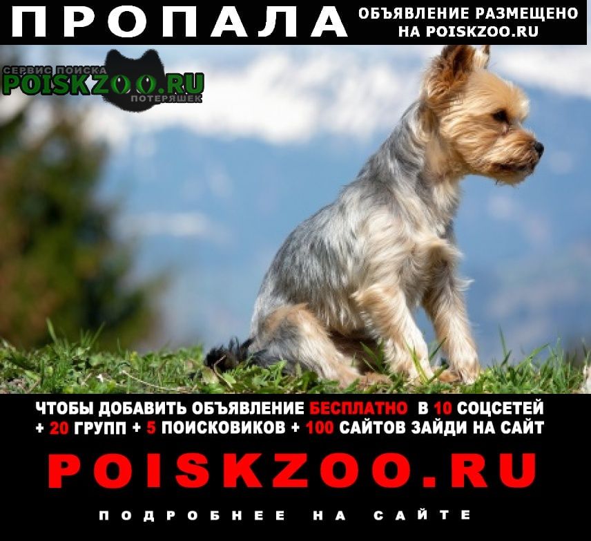 Пропала собака кобель иоркширский терьер Воскресенск