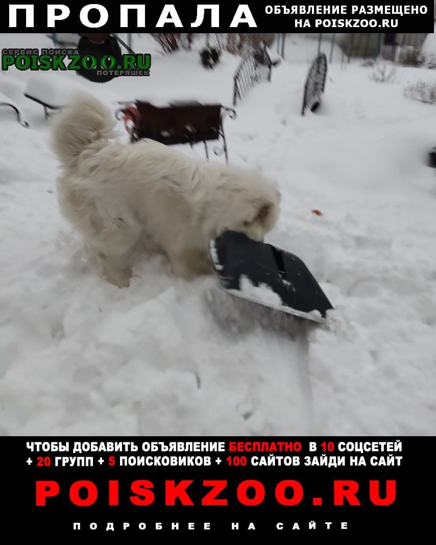 Бердск Пропала собака