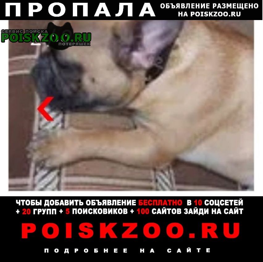 Пропала собака кобель любимец Новошахтинск