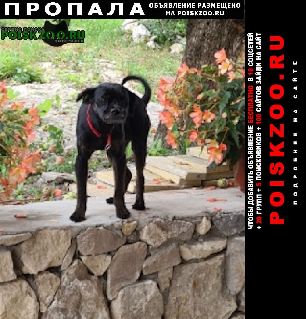 Пропала собака кобель -черный пес с красным ошейником свао Москва
