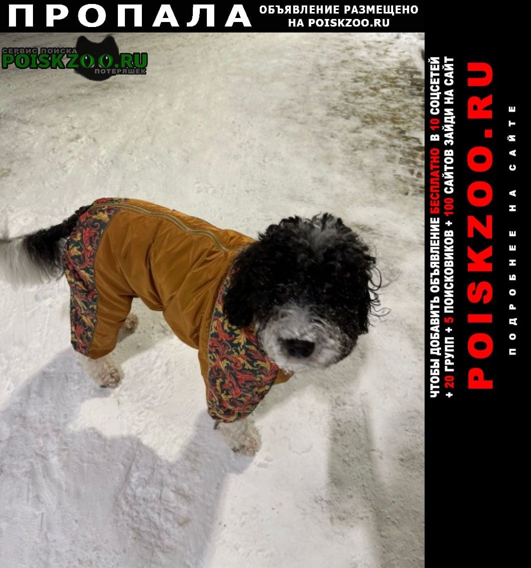 Москва Пропала собака черно-белый лабрадудль в желтом еомбинез