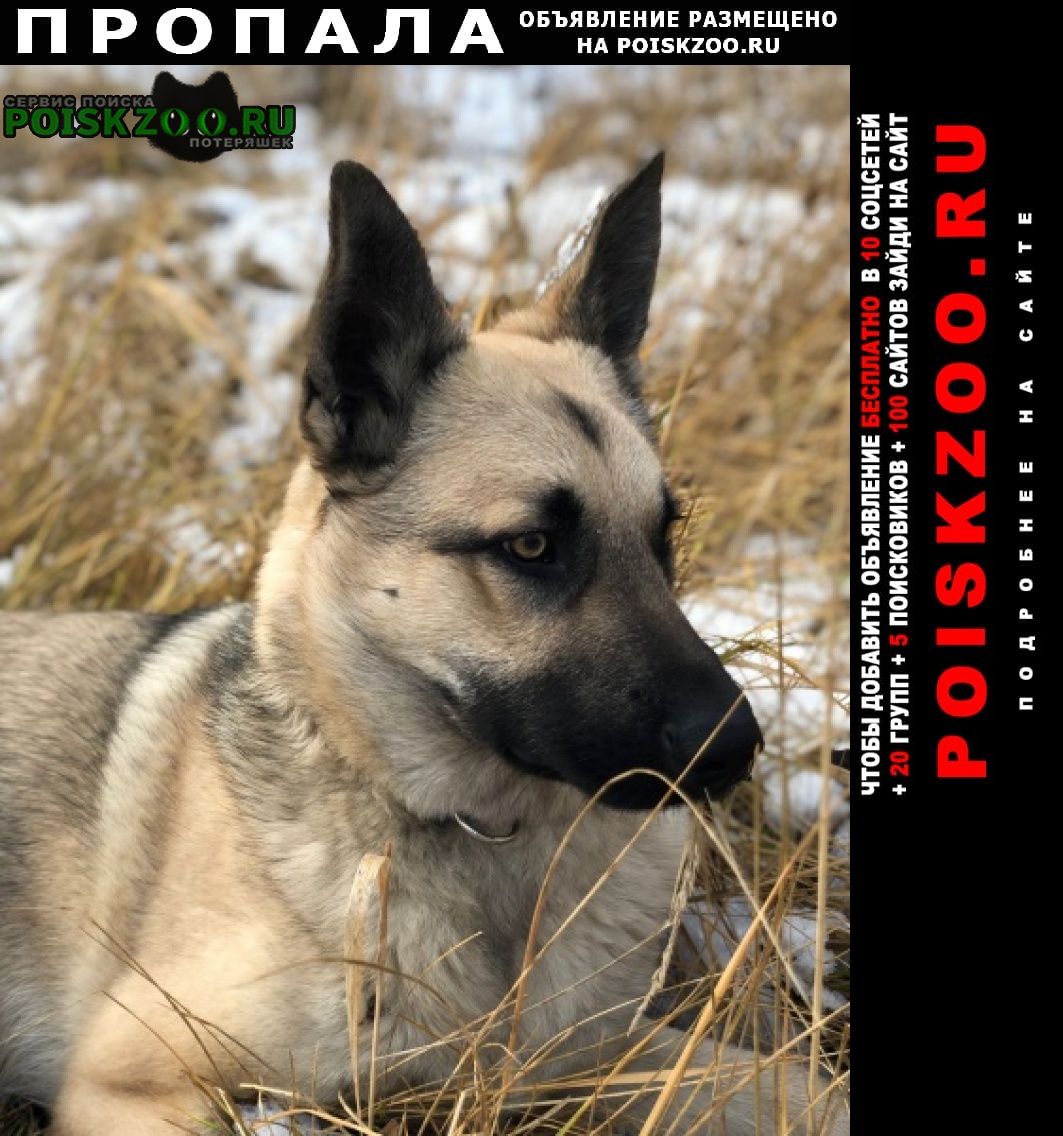 Пропала собака кобель 25 ноября Одинцово