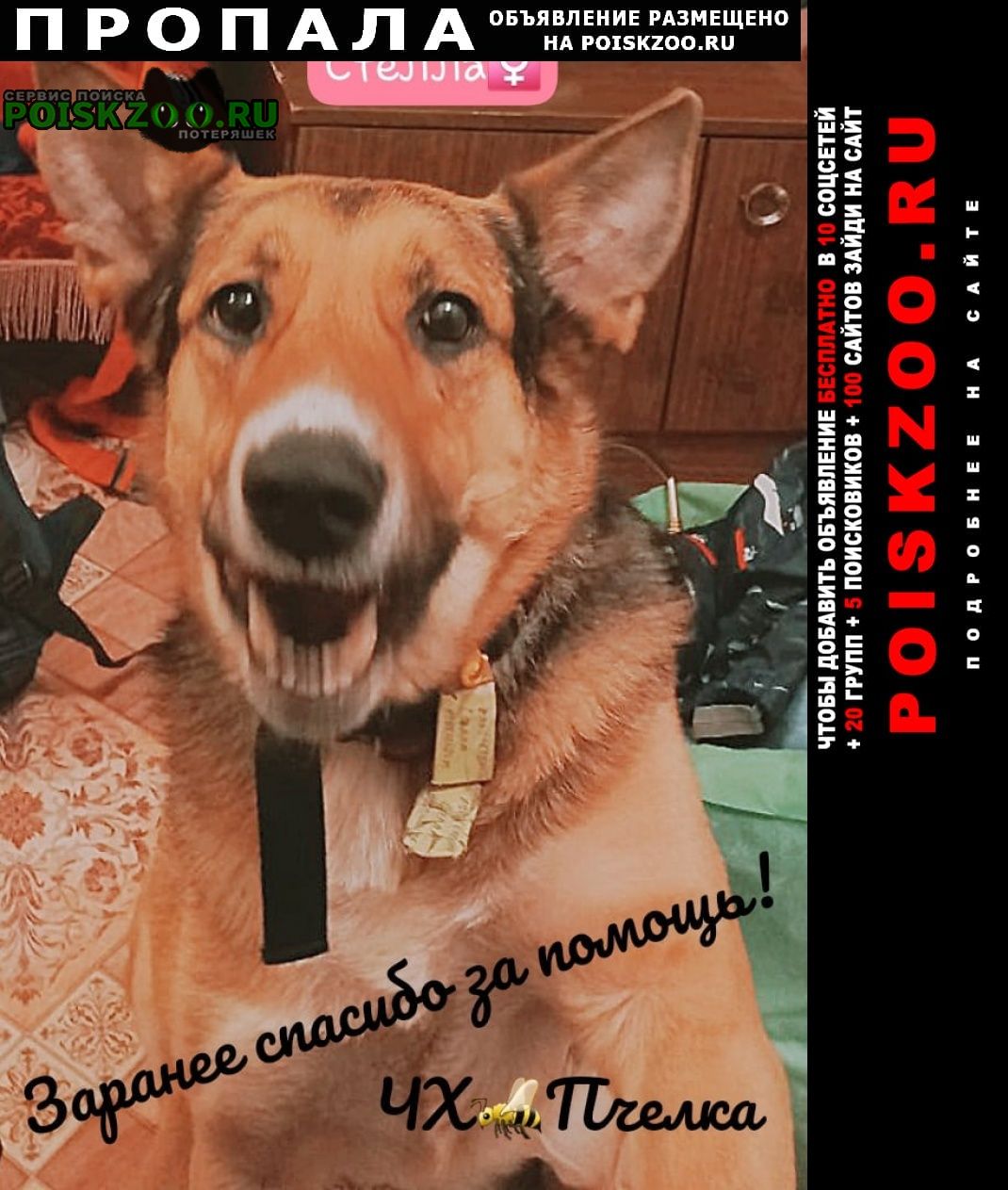 Пропала собака в районе метро саларьево Москва