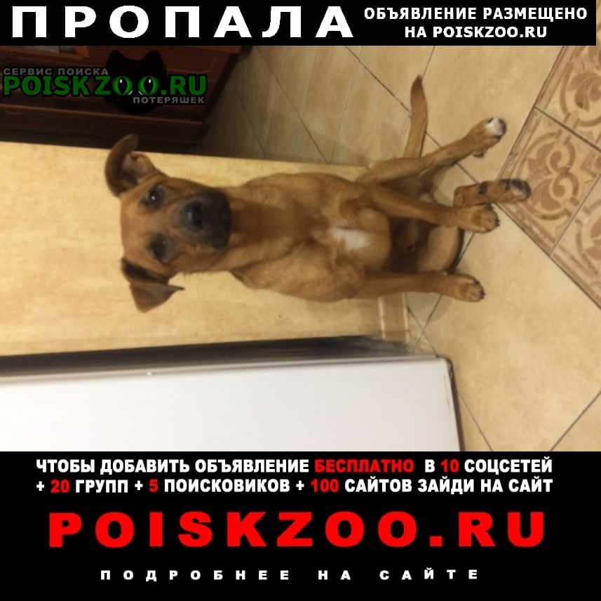 Пропала собака кобель увели любимца орехово борисово южное Москва